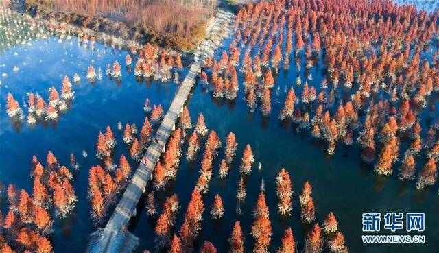 昆明水杉湿地冬日一景。新华社记者秦晴摄