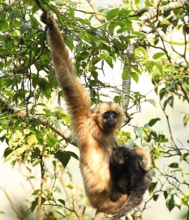 西黑冠长臂猿资料图