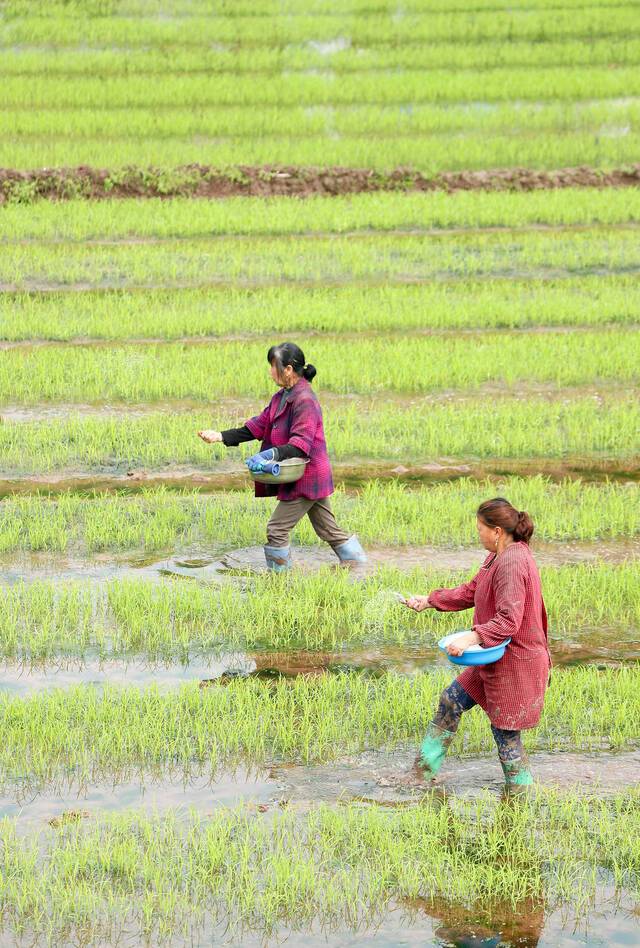 2021年4月6日，四川省广安华蓥市古桥街道合力村的农民在田间给秧苗施追肥