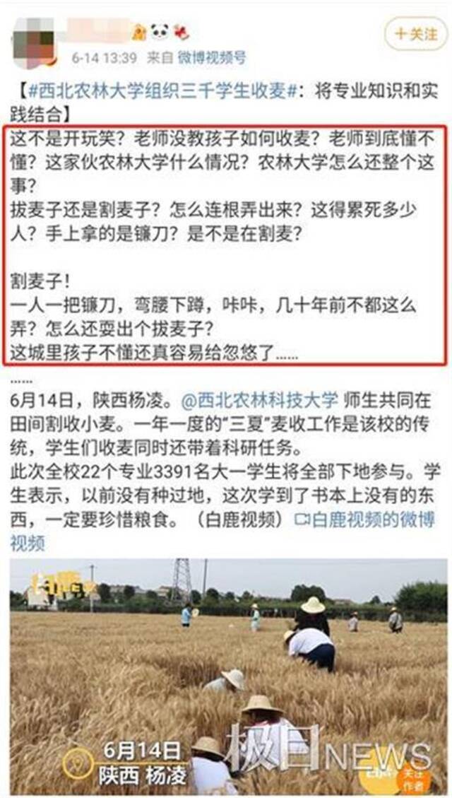 农学专业学生收小麦“连根拔起”被疑作秀，西北农林科大回应