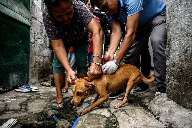 ▲2019年，菲律宾发起对抗狂犬病行动，图为一只狗正在被接种疫苗。图据纽约时报