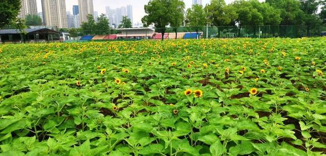 “森林大学”史上首次！向阳花儿只为你绽放！