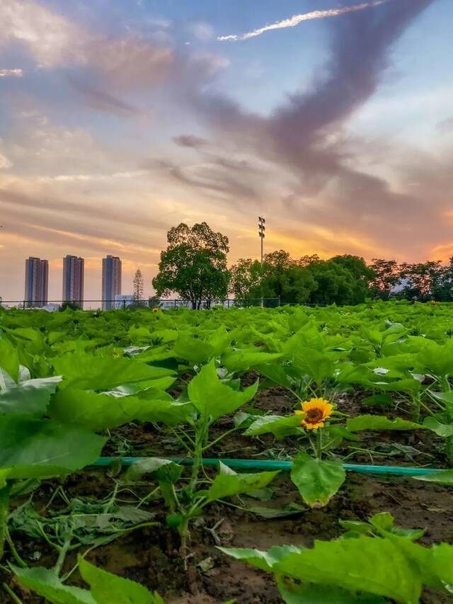 “森林大学”史上首次！向阳花儿只为你绽放！