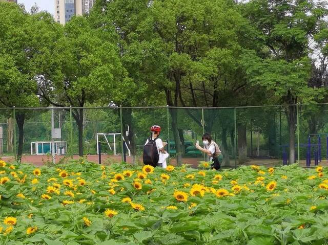 “森林大学”史上首次！向阳花儿只为你绽放！