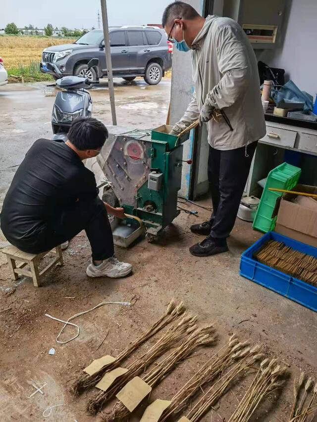 工作间门口，单株脱粒机在不停地工作，学生们观察脱好的籽粒并记录，随后将其装入小纸袋。受访者供图