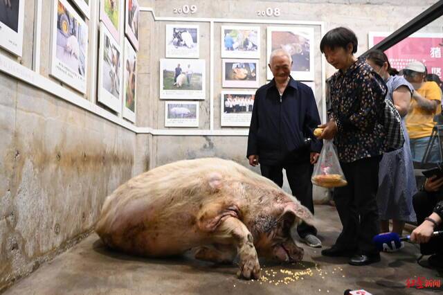 “猪坚强”原主人曾去探望它（资料图）