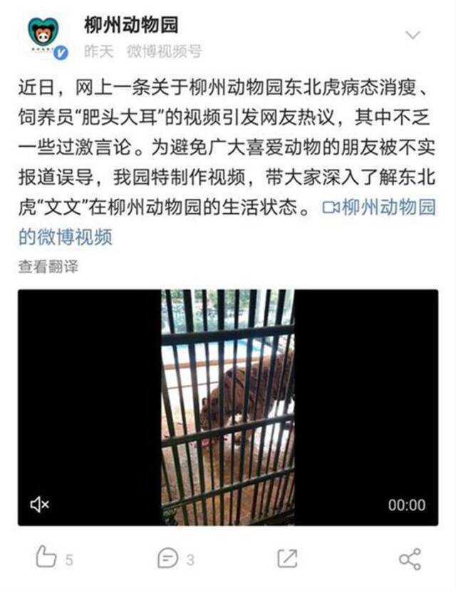 东北虎为何“骨瘦如柴”？柳州动物园回应：肠胃炎无法根治