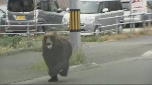 熊出没！一头棕熊在日本街头横冲直撞致4人受伤，被开枪打死