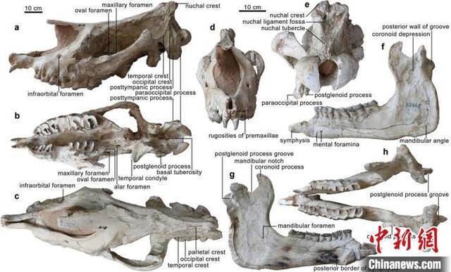 “临夏巨犀”的头骨和下颌骨正型标本。中科院古脊椎所供图