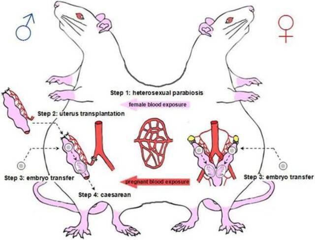 在雄鼠身上构建的怀孕老鼠模型实验（来源：生命科学预印本平台bioRxiv）