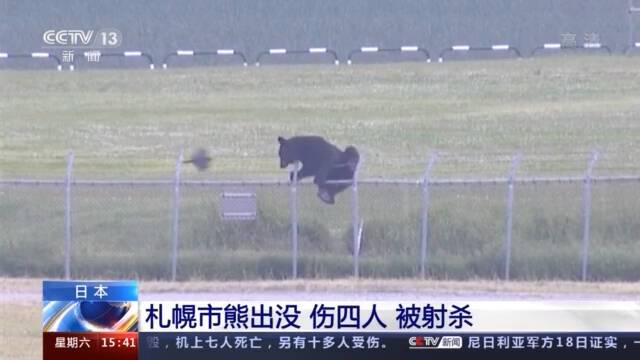 日本札幌：野熊出没导致四人受伤 目前已射杀