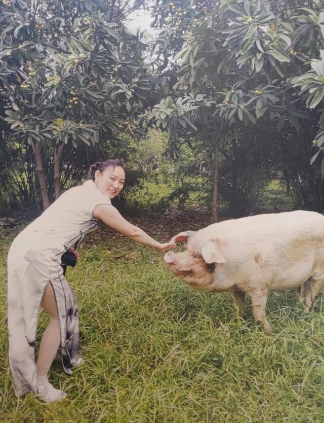 2014年建川博物馆员工黄毅与猪坚强的合照，背后是猪坚强“散步上班”的林子里。新京报见习记者郭懿萌翻拍