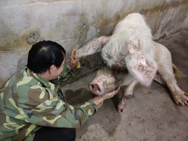 5月19日，龚国成帮猪坚强喷药时，猪坚强会突然舔他一下。新京报见习记者郭懿萌摄