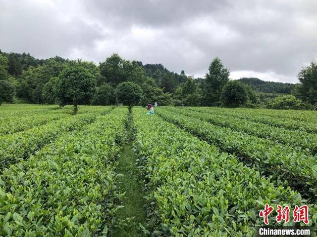 图为凤冈县蜂岩镇桃坪村的茶园。受访者供图