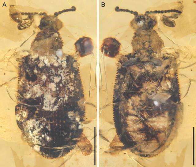 薄脊副齿边眼甲（Paraodontomma leptocristatum）的整体形态，普通反射光