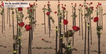 巴西海滩插500朵玫瑰花悼念50万新冠逝者(图)