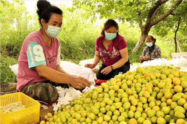 立夏已至，日头见长，轮台小白杏也到了集中采摘的时节。大家一起采摘小白杏，让“杏”福直达心底。(轮台县纪委监委胥会龙摄）