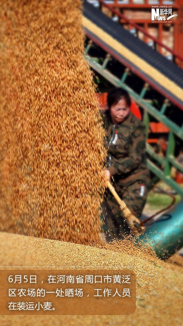 风吹麦浪丨喜悦的味道