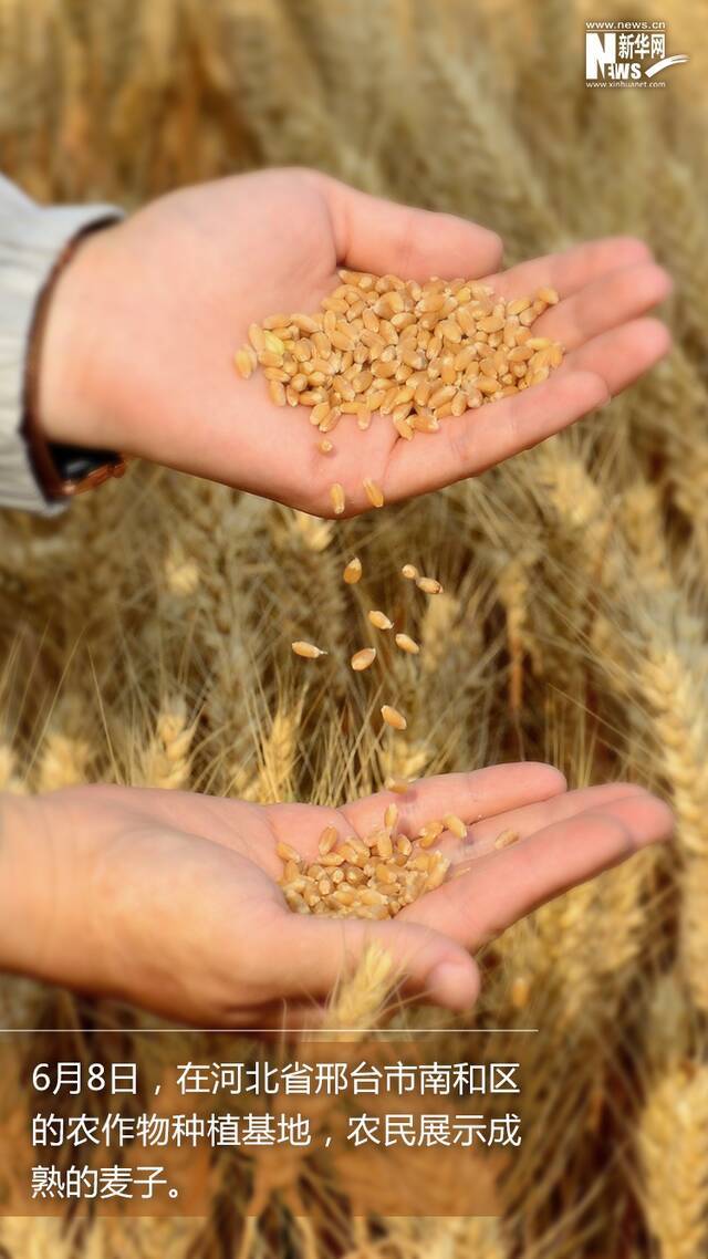 风吹麦浪丨喜悦的味道