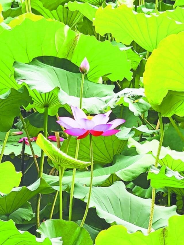 梅雨期“连晴模式”开启