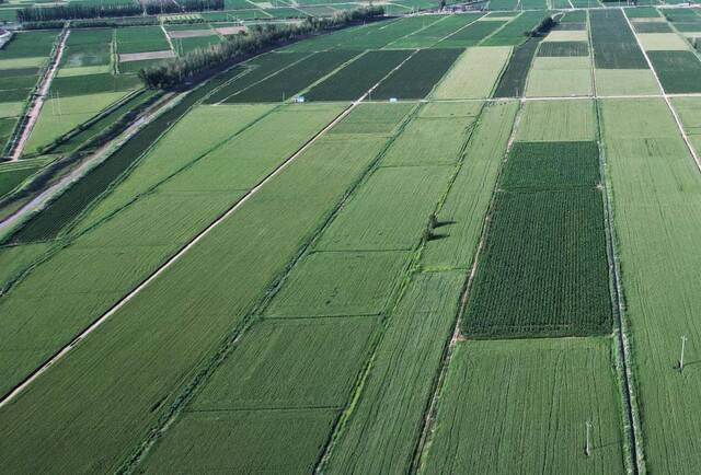 图为内蒙古巴彦淖尔市临河农场高标准小麦种植基地。（新华社记者李云平摄）