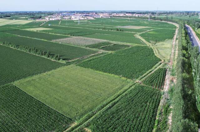 图为内蒙古巴彦淖尔市临河农场高标准小麦种植基地。（新华社记者李云平摄）