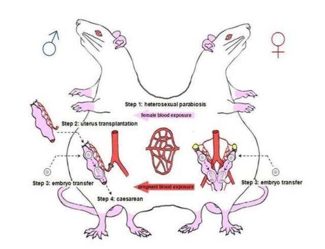 ▲在雄鼠身上构建的怀孕老鼠模型实验。图片来源：生命科学预印本平台bioRxiv