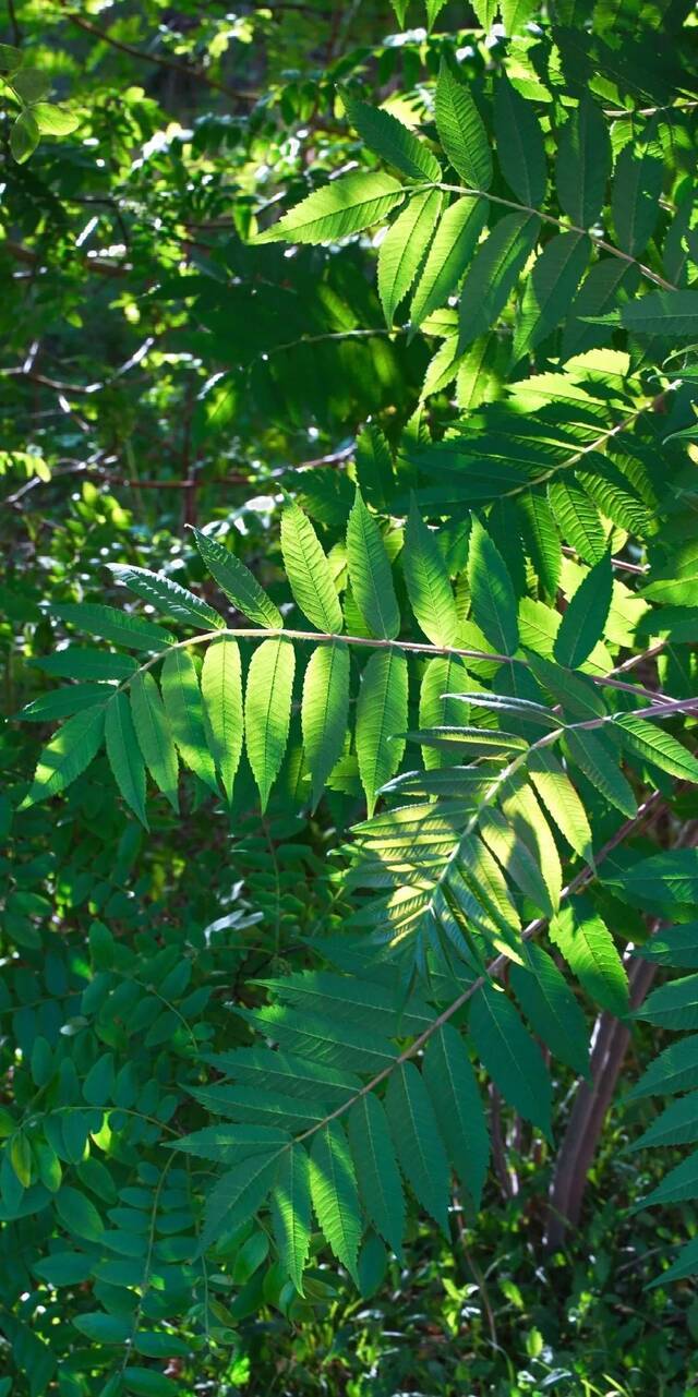 毕业季｜请带上定格在夏日的东师记忆，迈向你的锦绣前程！