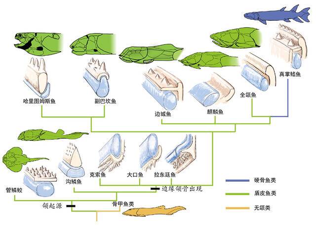 早期有颌脊椎动物下颌骨与齿的演化。浅蓝色为内骨骼原始颌，浅褐色为膜质颌骨。（朱幼安、李强供图）