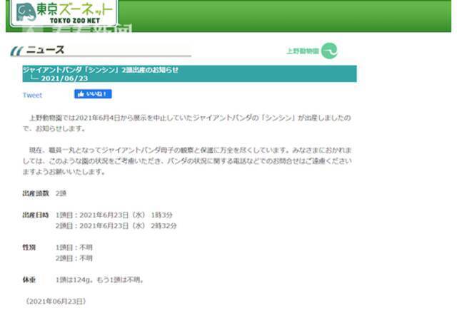 香香当姐姐啦！日本上野动物园诞生一对双胞胎大熊猫