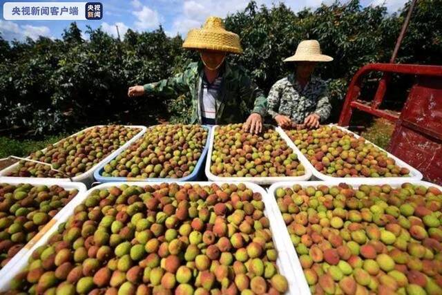 逆势出口 今年超1.5万吨广东荔枝出口20多个国家和地区