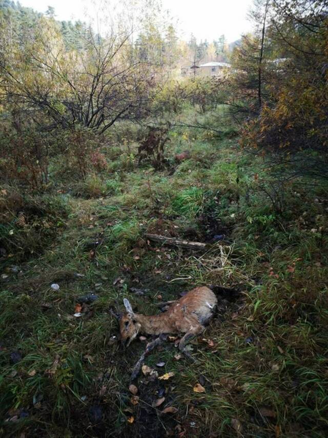 距离野猪林驻地100多米被东北虎杀死的狍子。周海翔供图