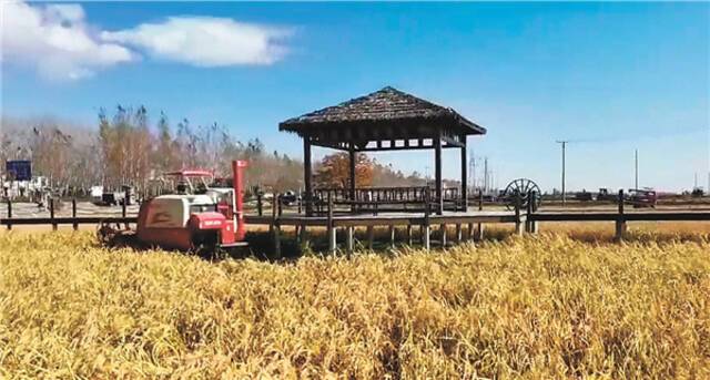 土地确权后，通河“吉尼斯稻香村”连片稻田大机械收割。(本报资料片)