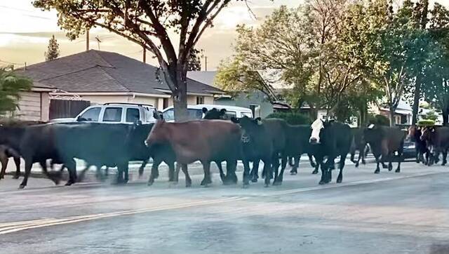 加州街头的牛群