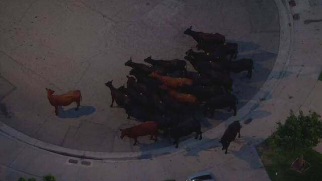 牛群被警方赶到一起（视频截图）