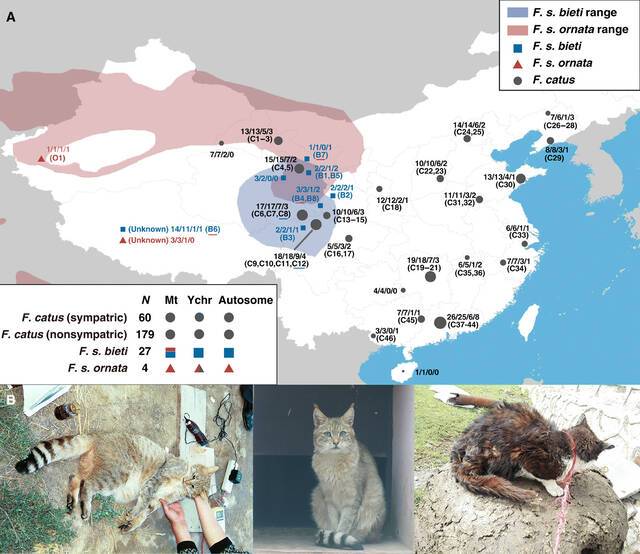基因组研究表明中国山猫是野猫的一个亚种它们与中国驯养家化的猫无关