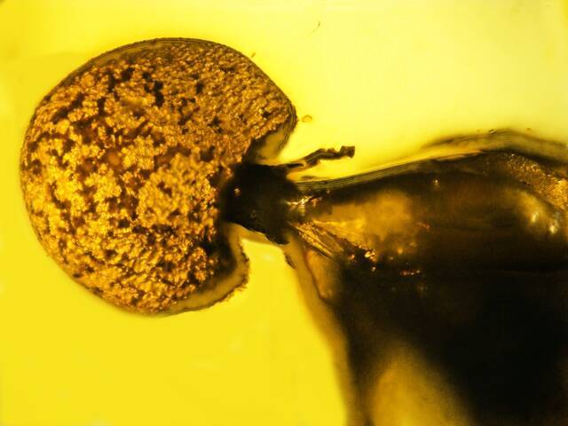 5000万年前琥珀中发现已知最古老的“僵尸蚂蚁”真菌寄生虫