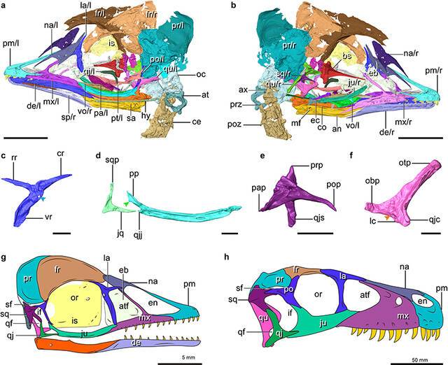 反鸟类头骨面部骨骼CT复原，显示其具有主龙类原始的双颞孔结构（王敏供图）