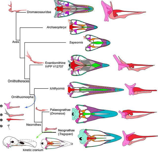 鸟类头骨演化简图（a–d：与头骨可动性相关的关键结构变化）（王敏供图）