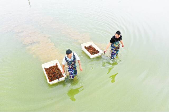 又到吃虾季，小龙虾如何从入侵物种成为现象级美食传奇？