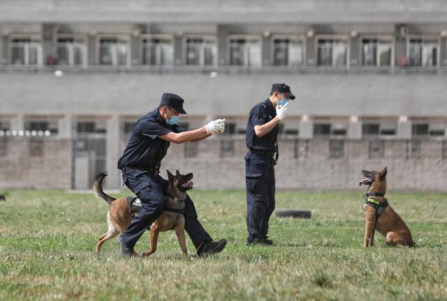 2020年6月3日，北京大兴区，受训的犬正在等待训犬员发出指令（资料图）。新京报记者王飞摄