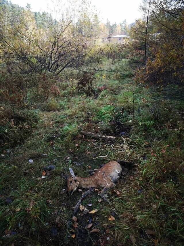 ▲被东北虎杀死的狍子。周海翔供图