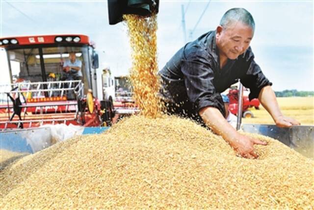 河北省衡水市阜城县崔家庙镇前砖门村农民正在将小麦装车。新华社记者朱旭东摄