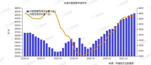 猪价连跌20周背后：市场参与主体误判数据，对猪价盲目乐观