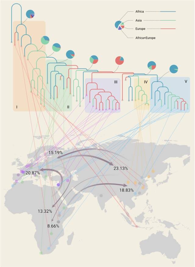 最大似然法进行生物地理学模拟分析。