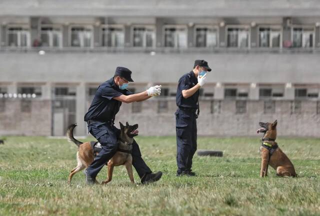 ▲2020年6月3日，北京大兴区，受训的犬正在等待训犬员发出指令（资料图）。新京报记者王飞摄