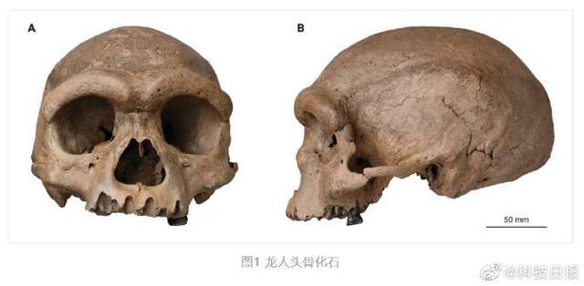 我国科学家在哈尔滨发现14.6万年前新人种“龙人”