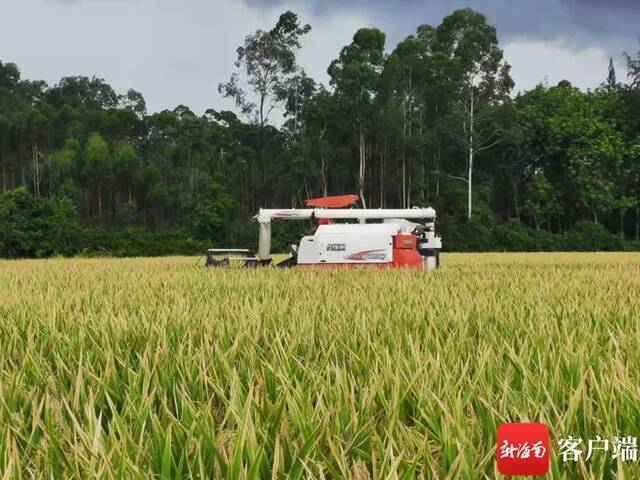 平均亩产904.43公斤！“杂交水稻双季亩产3000斤”项目临高试验地测产达到预期目标