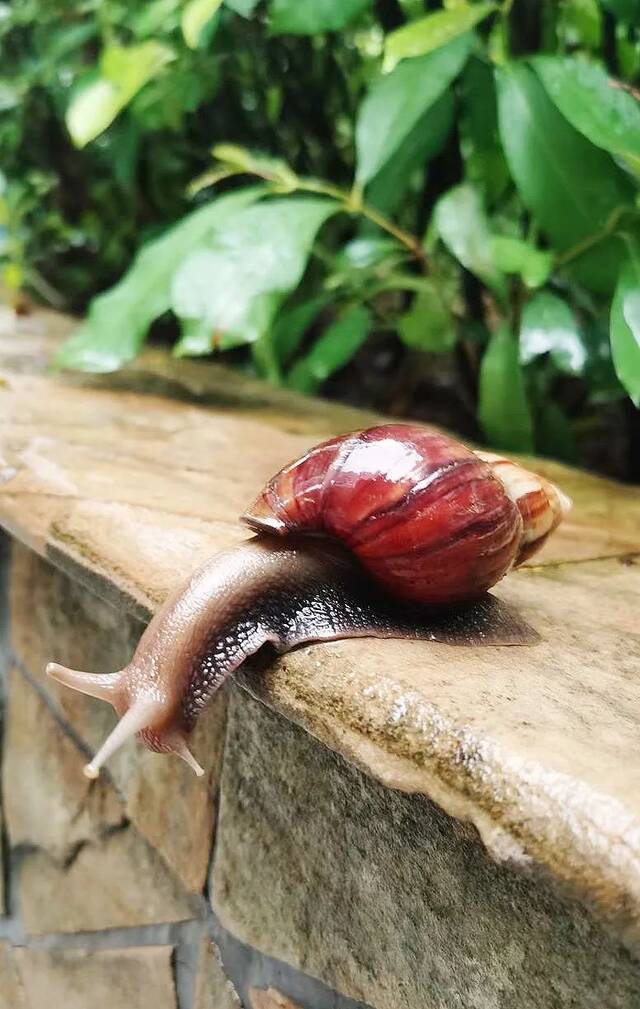 严重可致死！雨后出现的这种东西千万别碰！广东一地紧急提醒