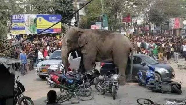 2016年2月10日，一头野生大象闯入印度东部的一座小镇。